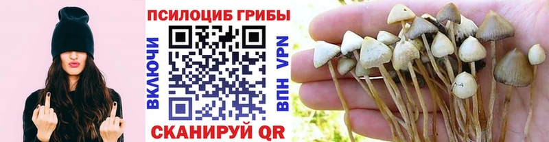 Псилоцибиновые грибы GOLDEN TEACHER  Купить где  Томари 